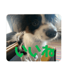 ちゃちゃ坊の日常（個別スタンプ：2）