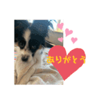 ちゃちゃ坊の日常（個別スタンプ：6）