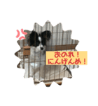 ちゃちゃ坊の日常（個別スタンプ：11）