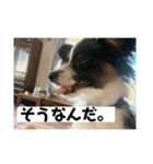 ちゃちゃ坊の日常（個別スタンプ：13）