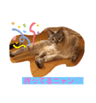 つっきースタンプ①（個別スタンプ：17）