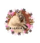 つっきースタンプ①（個別スタンプ：31）