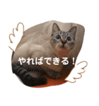 つっきースタンプ①（個別スタンプ：32）