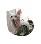 2525CAT（個別スタンプ：1）