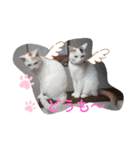 2525CAT（個別スタンプ：3）