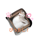 2525CAT（個別スタンプ：4）