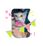 2525CAT（個別スタンプ：5）