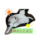 2525CAT（個別スタンプ：6）