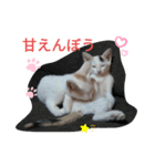 2525CAT（個別スタンプ：8）
