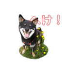 黒柴の実写（個別スタンプ：4）
