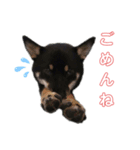 黒柴の実写（個別スタンプ：6）