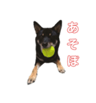 黒柴の実写（個別スタンプ：8）