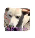 ラッキーの癒しスタンプ（個別スタンプ：3）