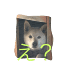 ラッキーの癒しスタンプ（個別スタンプ：4）