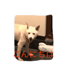 ラッキーの癒しスタンプ（個別スタンプ：10）