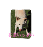 ラッキーの癒しスタンプ（個別スタンプ：11）