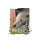 ラッキーの癒しスタンプ（個別スタンプ：12）