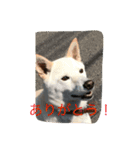 ラッキーの癒しスタンプ（個別スタンプ：13）
