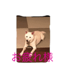 ラッキーの癒しスタンプ（個別スタンプ：14）