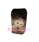 ラッキーの癒しスタンプ（個別スタンプ：16）