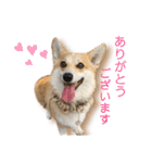 くるゆず コーギースタンプ♪総集編（個別スタンプ：2）