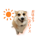 くるゆず コーギースタンプ♪総集編（個別スタンプ：3）