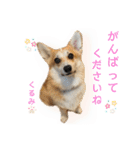 くるゆず コーギースタンプ♪総集編（個別スタンプ：6）
