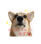 くるゆず コーギースタンプ♪総集編（個別スタンプ：7）