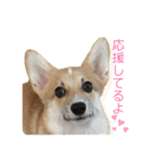くるゆず コーギースタンプ♪総集編（個別スタンプ：9）