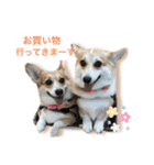 くるゆず コーギースタンプ♪総集編（個別スタンプ：11）