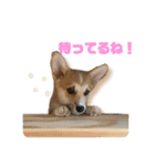 くるゆず コーギースタンプ♪総集編（個別スタンプ：12）
