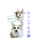 くるゆず コーギースタンプ♪総集編（個別スタンプ：13）