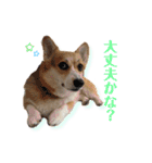 くるゆず コーギースタンプ♪総集編（個別スタンプ：16）