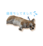 くるゆず コーギースタンプ♪総集編（個別スタンプ：18）