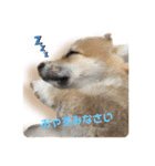 くるゆず コーギースタンプ♪総集編（個別スタンプ：20）