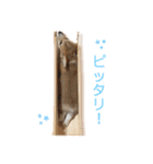 くるゆず コーギースタンプ♪総集編（個別スタンプ：31）