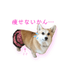 くるゆず コーギースタンプ♪総集編（個別スタンプ：40）