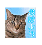かわヨな猫ちゃんスタンプ2（個別スタンプ：1）