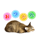 かわヨな猫ちゃんスタンプ2（個別スタンプ：2）