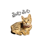 かわヨな猫ちゃんスタンプ2（個別スタンプ：3）