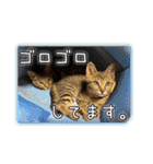 かわヨな猫ちゃんスタンプ2（個別スタンプ：4）