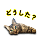かわヨな猫ちゃんスタンプ2（個別スタンプ：5）
