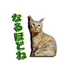 かわヨな猫ちゃんスタンプ2（個別スタンプ：6）