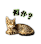 かわヨな猫ちゃんスタンプ2（個別スタンプ：7）