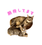 かわヨな猫ちゃんスタンプ2（個別スタンプ：8）