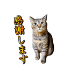 かわヨな猫ちゃんスタンプ2（個別スタンプ：9）