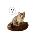 かわヨな猫ちゃんスタンプ2（個別スタンプ：10）