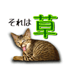 かわヨな猫ちゃんスタンプ2（個別スタンプ：11）