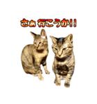 かわヨな猫ちゃんスタンプ2（個別スタンプ：12）