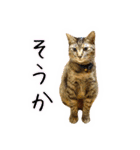 かわヨな猫ちゃんスタンプ2（個別スタンプ：13）